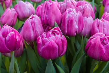 Obraz premium Large bouquet of tulips.