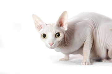 Bald naked cat breed Sphynx