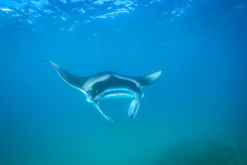 Manta ray filter feeding above a coral reef in the blue lagoon waters with sunlight. Marine life and colorful coral reef in Maldives. Underwater inspirational image, website horizontal banner design.