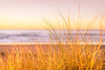 Shallow depth of field grass landscape with view of beach coastline at sunset with yellow light at Hellestø beach outside Stavanger, Norway