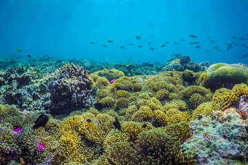 Underwater world landscape, underwater coral. Colorful coral reef and blue clear water with sunlight and sunbeam. Maldives underwater wildlife, marine life, adventure snorkeling. 