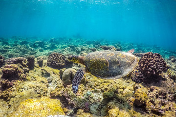 Underwater world landscape, underwater coral. Colorful coral reef and blue clear water with sunlight and sunbeam. Maldives underwater wildlife, marine life, adventure snorkeling. 