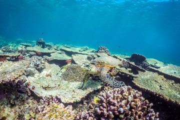 Underwater world landscape, underwater coral. Colorful coral reef and blue clear water with sunlight and sunbeam. Maldives underwater wildlife, marine life, adventure snorkeling. 