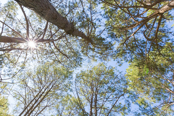 Looking up from under the pines