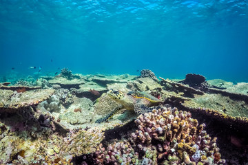 Underwater world landscape, underwater coral. Colorful coral reef and blue clear water with sunlight and sunbeam. Maldives underwater wildlife, marine life, adventure snorkeling. 