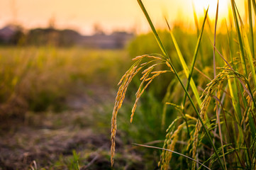 Beautiful paddy rice field at sunset