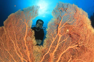 Rolgordijnen Scuba-duiker verkent koraalrif © Richard Carey