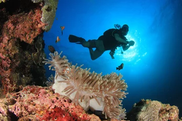 Küchenrückwand glas motiv Scuba diver explores coral reef © Richard Carey