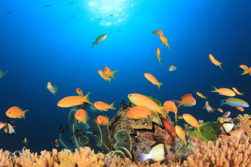 Tropical fish underwater on coral reef 