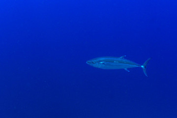 Obraz na płótnie Canvas Tuna fish