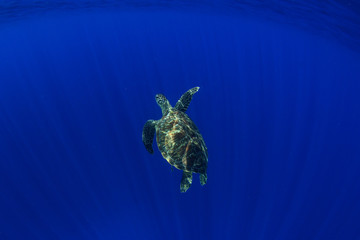 Obraz premium Sea Turtle over under