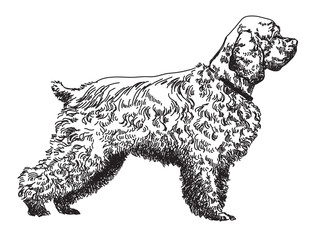 Spaniel vector hand drawing illustration