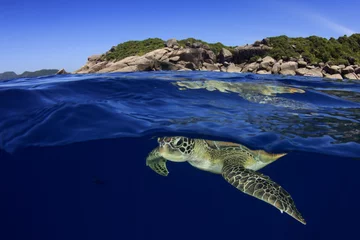 Tableaux ronds sur plexiglas Tortue Sea Turtle over under
