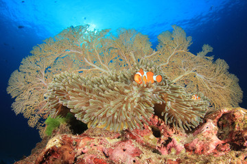 Coral, anemone, clownfish fish