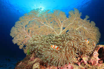 Coral, anemone, clownfish fish