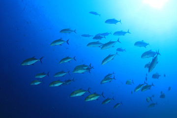 Obraz na płótnie Canvas School of Trevally fish in blue water