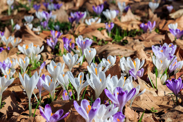 The flowers of saffron in the woods, lit by the spring sun
