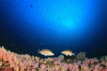 Fototapeta na wymiar Coral reef and tropical fish underwater in ocean