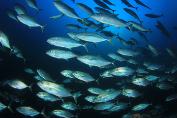 Fototapeta premium Tuna fish
