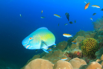 Parrotfish fish