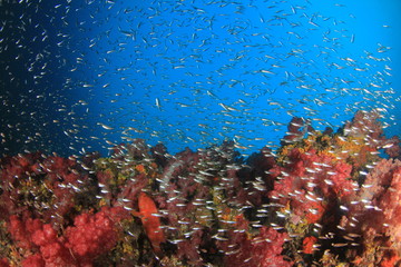 Coral reef and tropical fish underwater in ocean