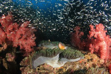 Fototapeta na wymiar Coral reef and tropical fish underwater in ocean