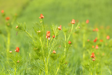 colorful spring morning background of red adonis (Summer pheasant's Eye)