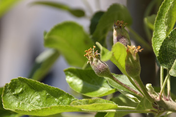 Apple tree lost blossom, apples are growing