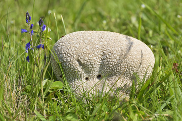 Giant puffball mushroom