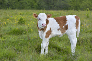 Beautiful little calf in green grass © brszattila