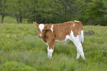 Fototapeta na wymiar Beautiful little calf in green grass