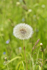 Taraxacum or Dandelion