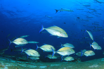 Fototapeta na wymiar School of Trevally fish in blue water