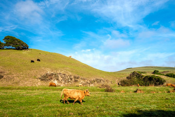 Fototapeta premium Highland cows on a field, California