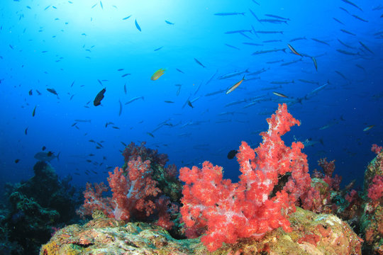 Coral reef and tropical fish underwater in ocean