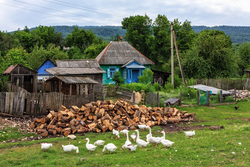 Scenic rustic landscape of a peasant village with geese grazing outdoors at summer. Peaceful life...