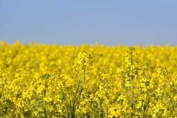 Obraz premium Rapeseed field, Blooming canola flowers close up. Rape on the field in summer. Bright Yellow rapeseed oil. Flowering rapeseed
