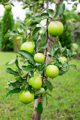 Close Up - green apples on the tree.