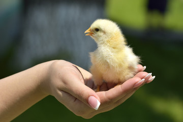 Hand hold caring for a small chicken