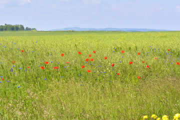 red poppies on green field