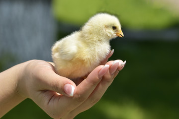 Hand hold caring for a small chicken