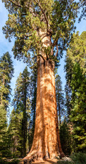 Sequoia National Park at autumn