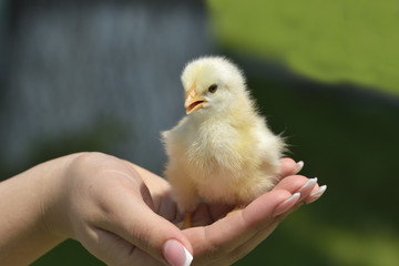 Hand hold caring for a small chicken