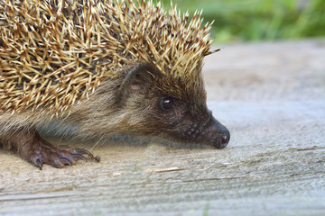 West european hedgehog (Erinaceus europaeus) in the garden