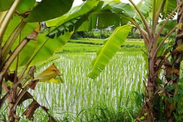 Reisanbau in Asien © Schönbacher Gerhard