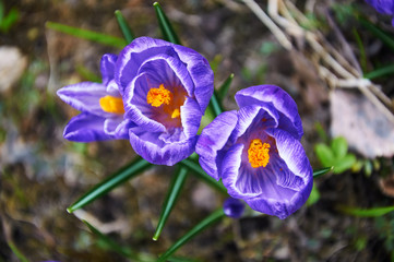 First violet crocus flowers