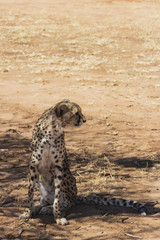 Cheetah siting, Namibia