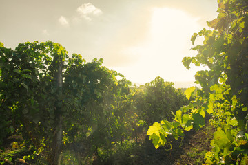 Sun in vineyard