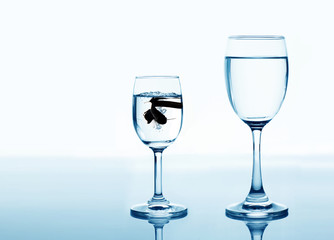 fish in drinking glass looking for rise and improvement concept