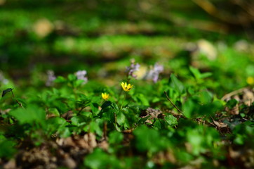 Yellow flowers in deep forest with natural sunlight and soft focus